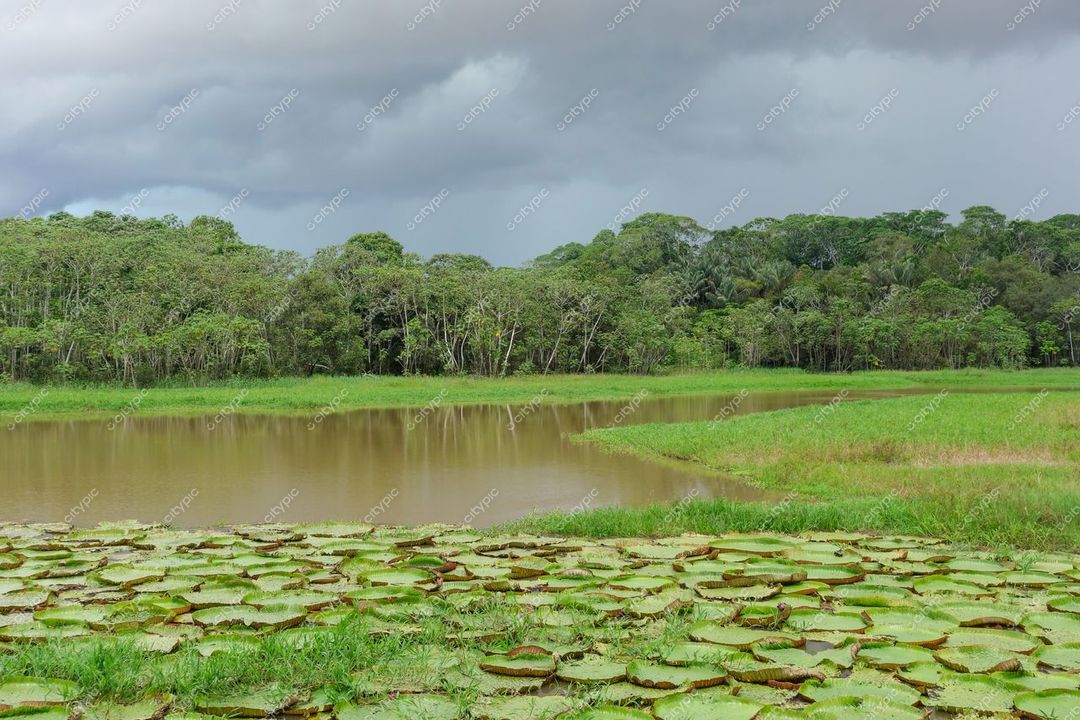 Manaus, Amazonas, lago sereno refletindo vegetação exuberante e vitórias-régias sob céu nublado e bosque tropical