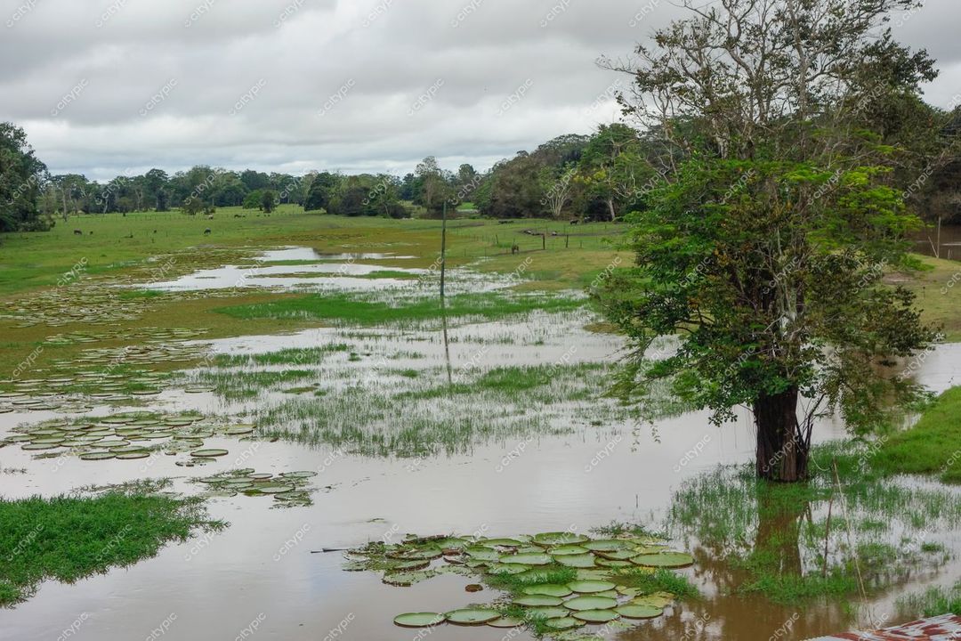 Manaus, Amazonas, paisagem inundada com vitória-régia e vegetação densa sob céu nublado em ambiente sereno