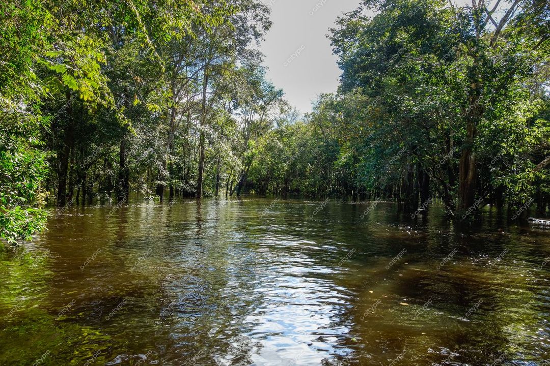 Manaus, Amazonas, área alagada com árvores densas refletindo na água em dia claro durante período de cheia