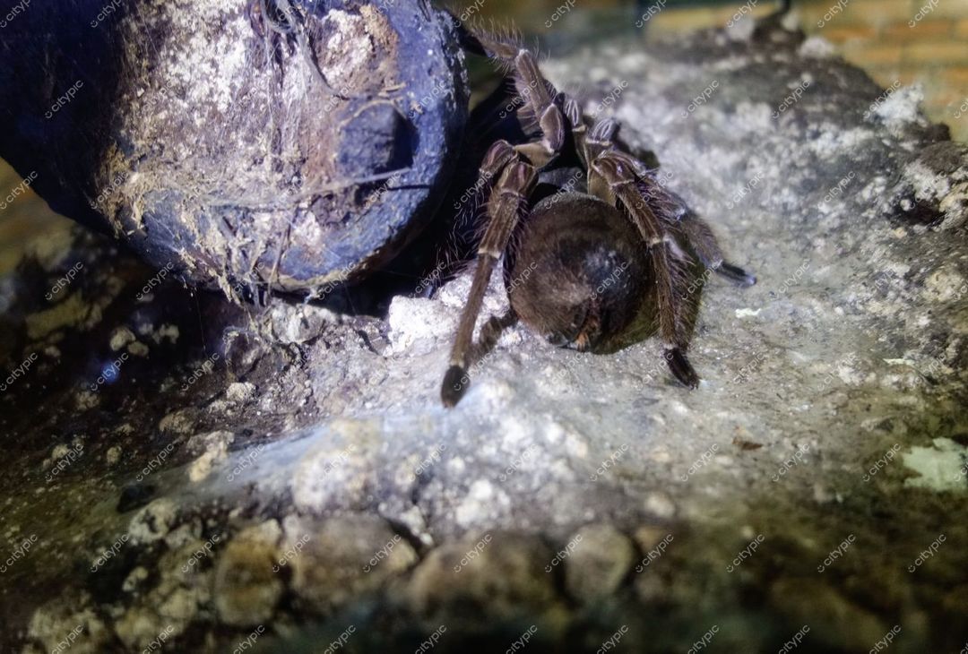 Manaus, Amazonas, tarântula em habitat natural com solo úmido e iluminação baixa em ambiente sombreado