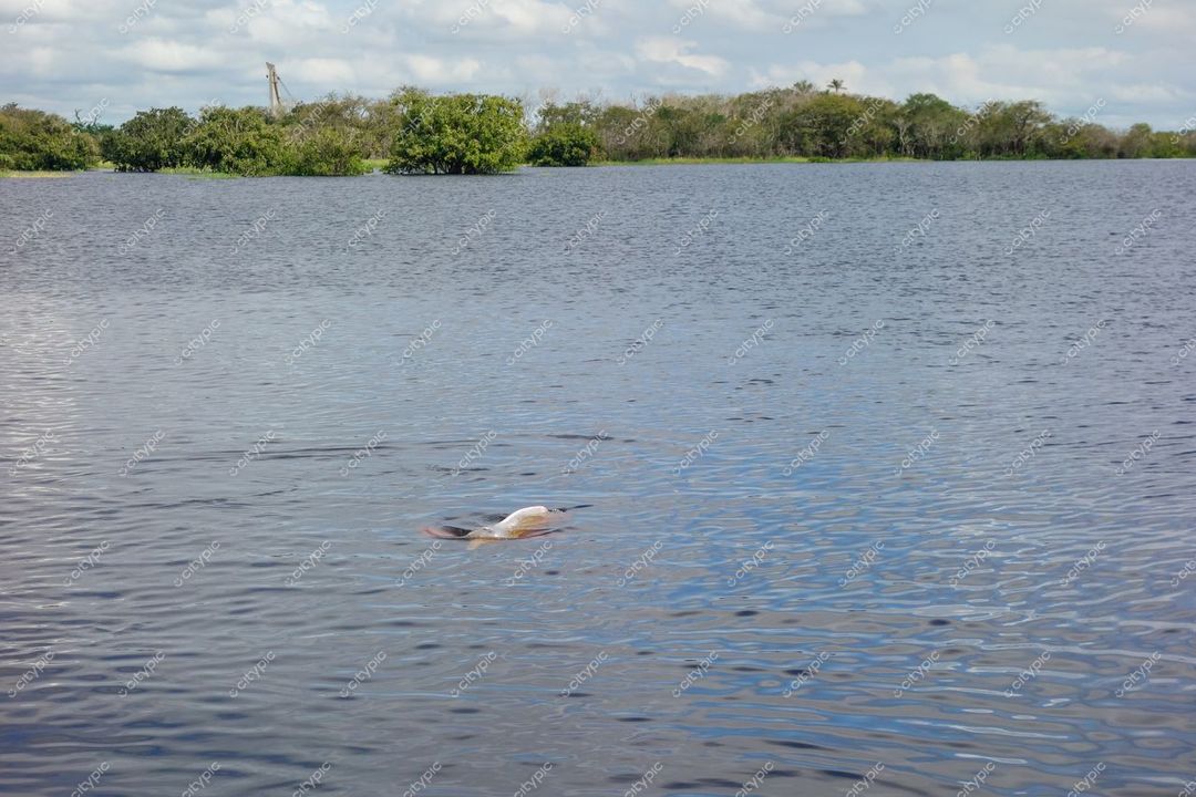 Manaus, Amazonas, cena tranquila com golfinho de água doce e vegetação exuberante sob céu azul e nuvens brancas