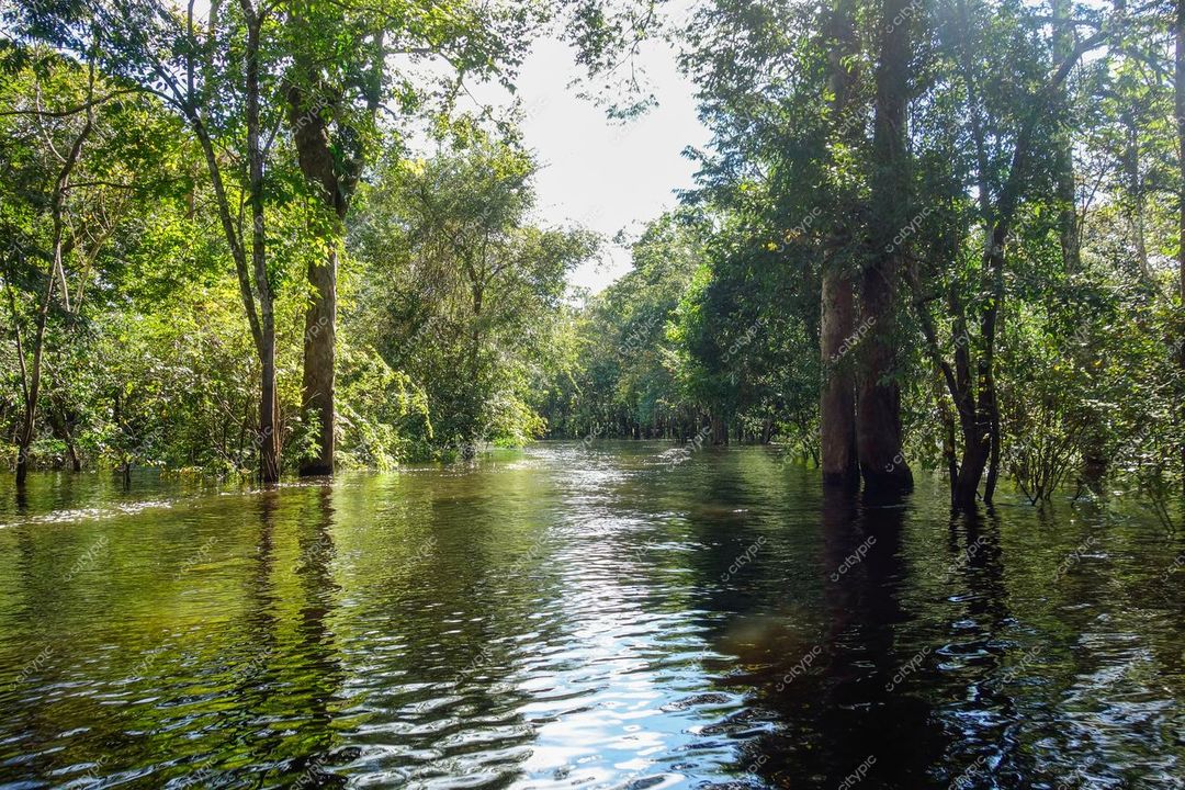 Manaus, Amazonas, floresta densa com árvores altas refletindo na água calma em dia claro e ensolarado