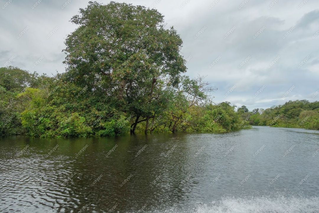 Manaus, Amazonas, cena tranquila de rio cercado por vegetação densa em dia nublado com clima úmido