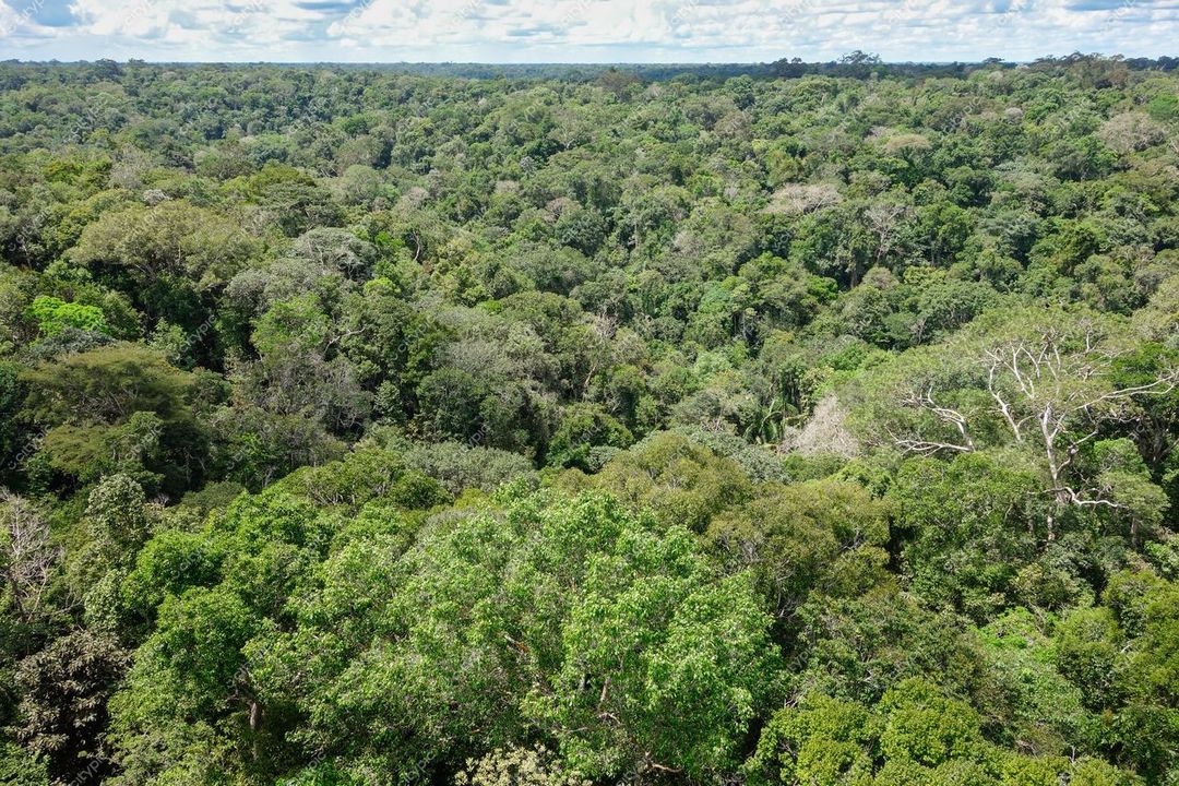 Manaus, Amazonas vista aérea da densa floresta amazônica em dia ensolarado com copas de árvores verdes variadas
