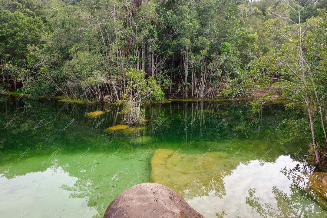 Presidente Figueiredo, Amazonas, paisagem tranquila com corpo d’água verde e vegetação densa sob luz do dia
