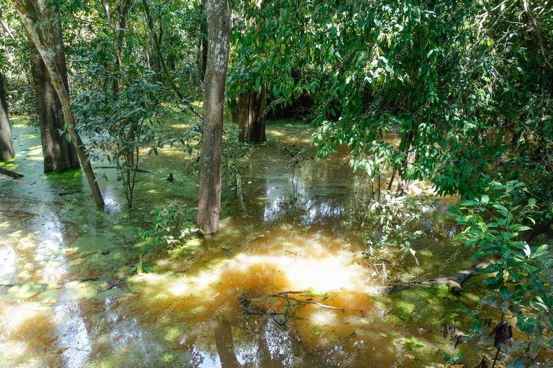 Manaus, Amazonas, vegetação densa refletindo na água tranquila com luz natural e sombras sobre solo alagado