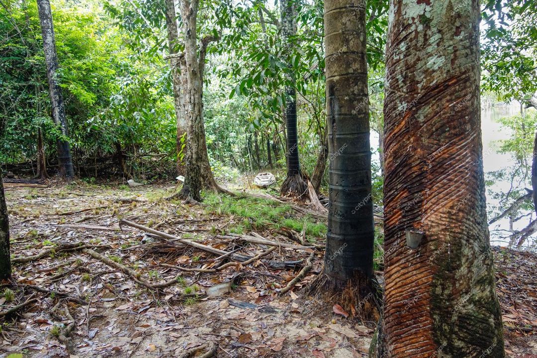 Manaus, Amazonas, floresta densa com árvores robustas e corpo d’água visível em ambiente sereno diurno