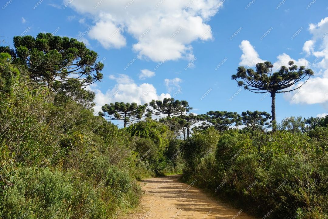 Cambará do Sul, Rio Grande do Sul, caminho de terra entre araucárias em dia ensolarado com céu azul e nuvens brancas