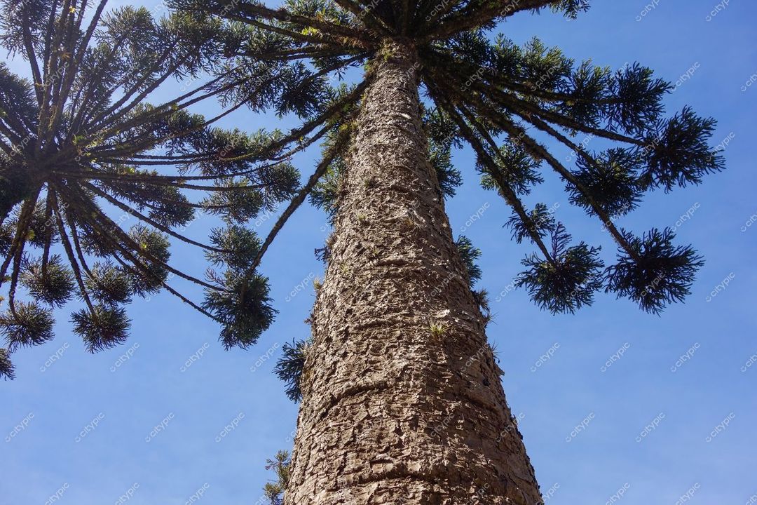 Gramado, Rio Grande do Sul vista de baixo com árvore alta e robusta sob céu azul claro e vegetação exuberante