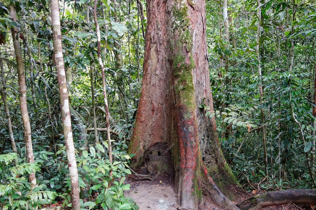 Manaus, Amazonas, tronco de árvore imponente com casca rugosa em densa floresta tropical iluminada durante o dia