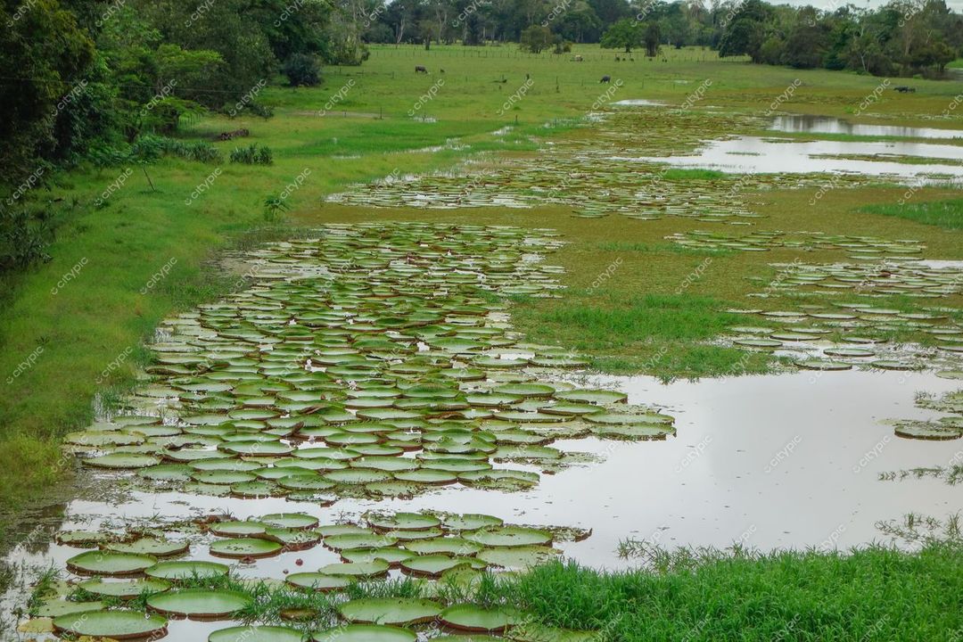 Manaus, Amazonas em dia nublado com vitória-régia flutuando em água calma cercada por densa vegetação verde