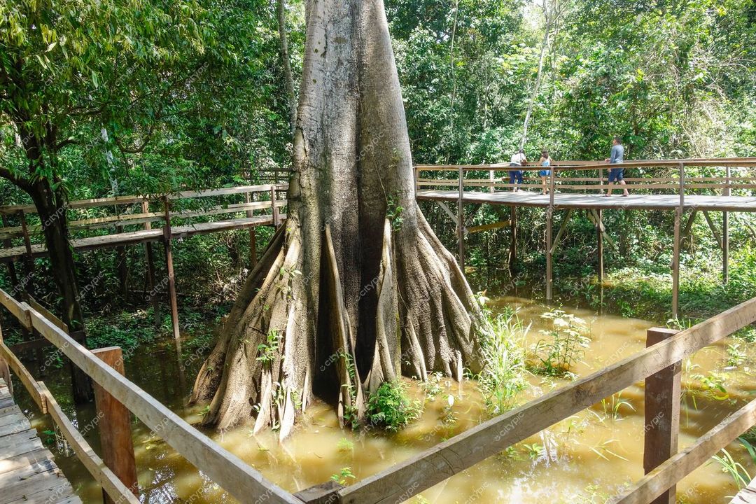 Manaus, Amazonas, tronco de árvore com raízes expostas em água rasa e passarela de madeira sob luz natural