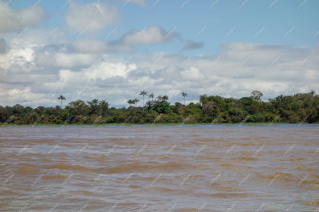 Manaus, Amazonas, vista de um rio de águas marrons com vegetação densa e palmeiras sob céu nublado