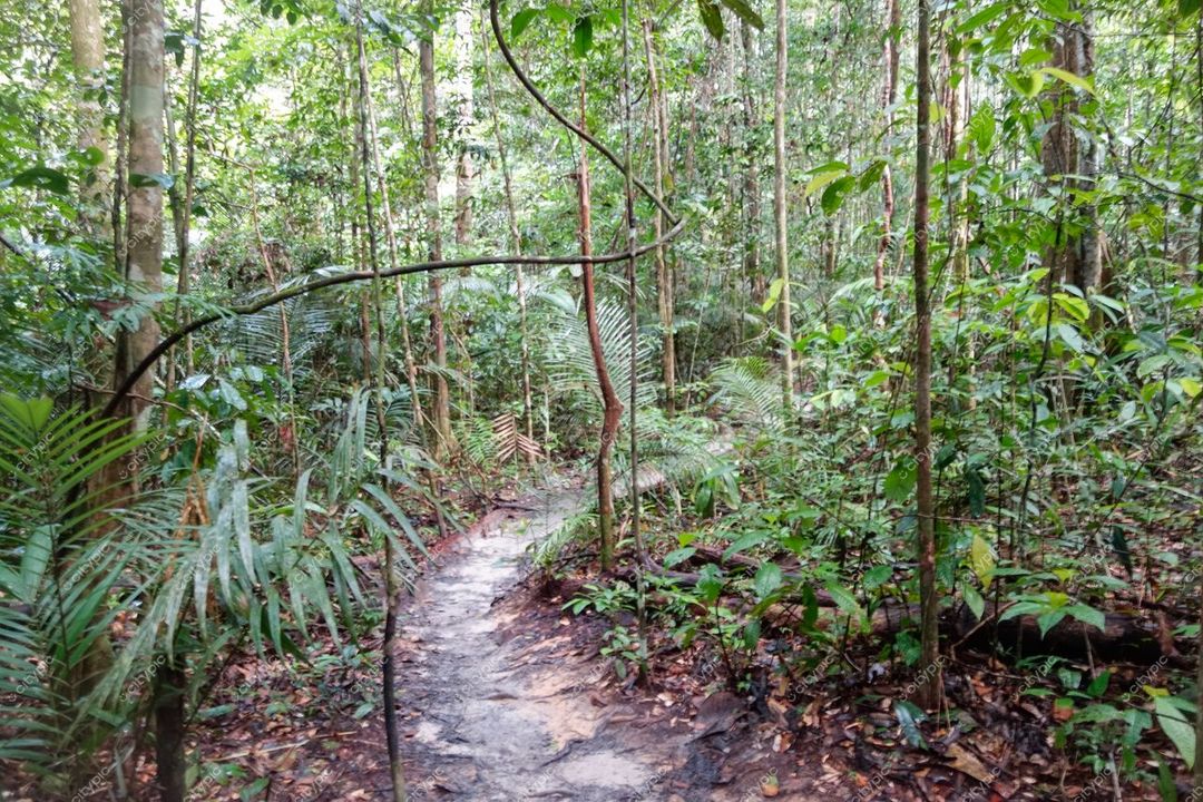 Manaus, Amazonas, caminho estreito em floresta tropical densa com iluminação suave e vegetação abundante sem presença humana