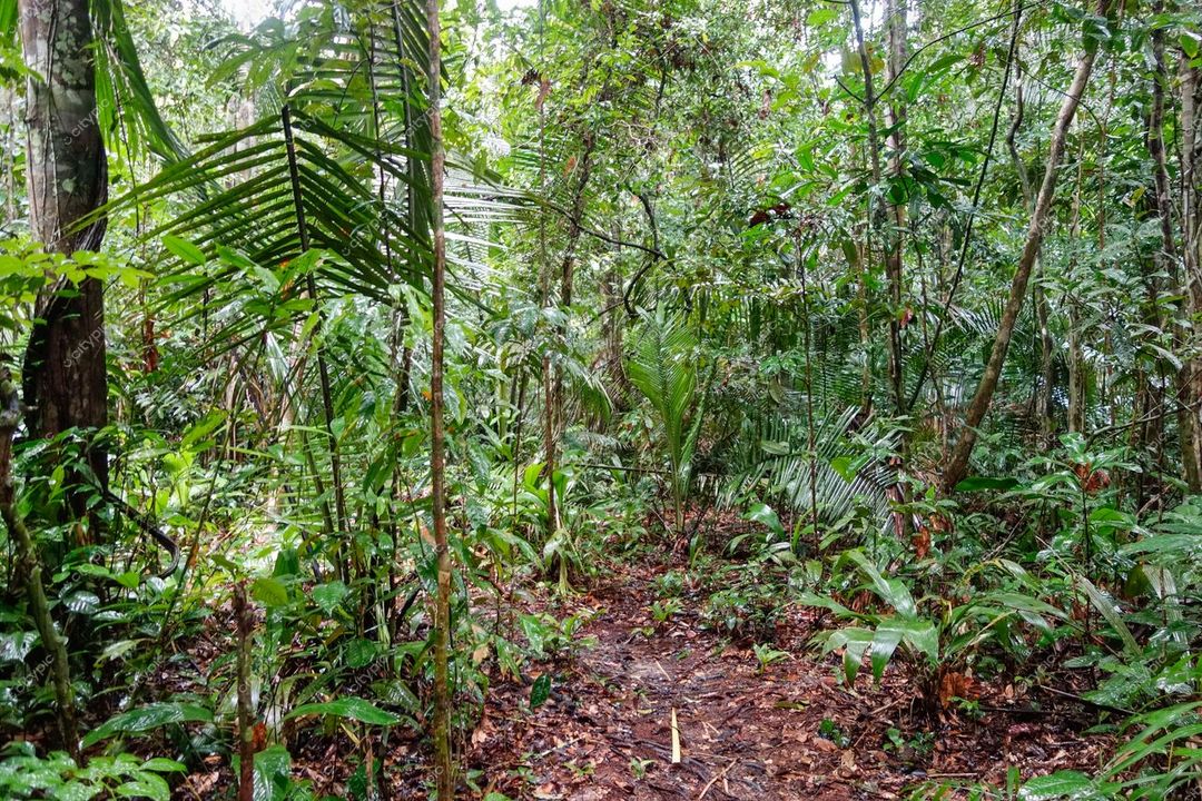 Manaus, Amazonas, caminho de terra serpenteando por densa floresta tropical com luz suave e vegetação exuberante