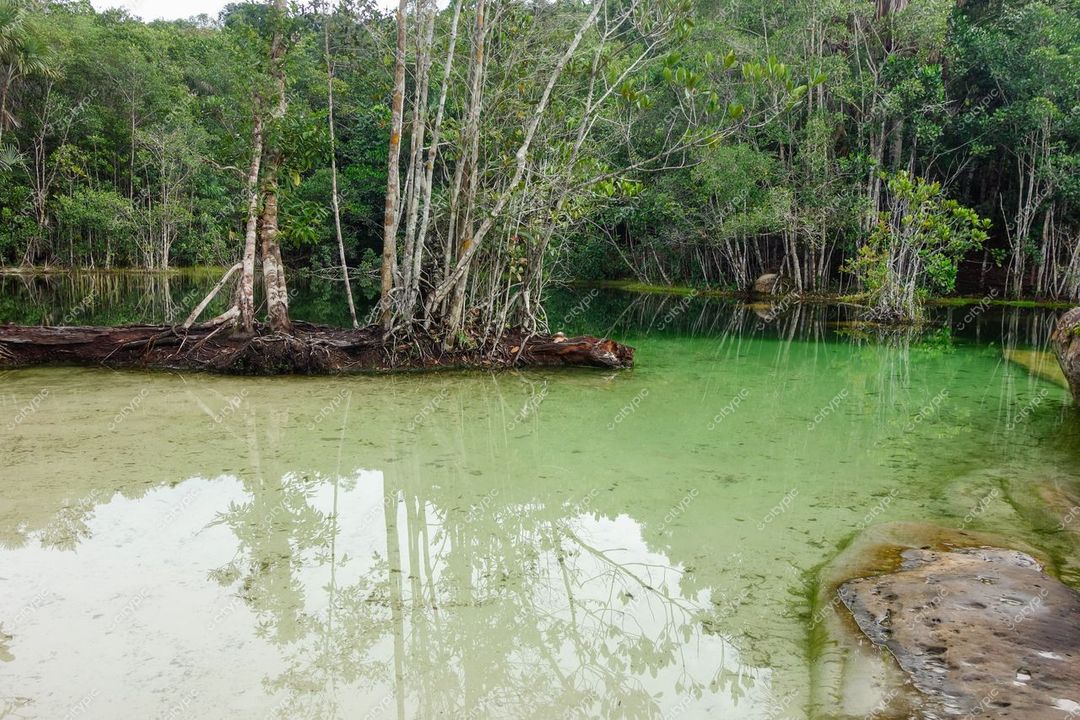 Presidente Figueiredo, Amazonas, lago com águas esverdeadas e árvores refletidas em dia claro e vegetação densa