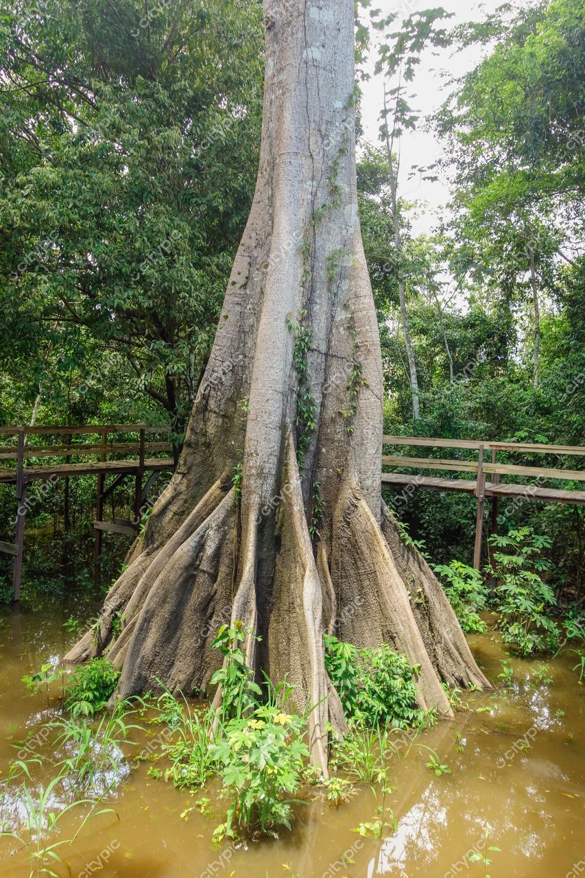Manaus, Amazonas, tronco de árvore com raízes expostas em água lamacenta e vegetação tropical iluminada pelo dia