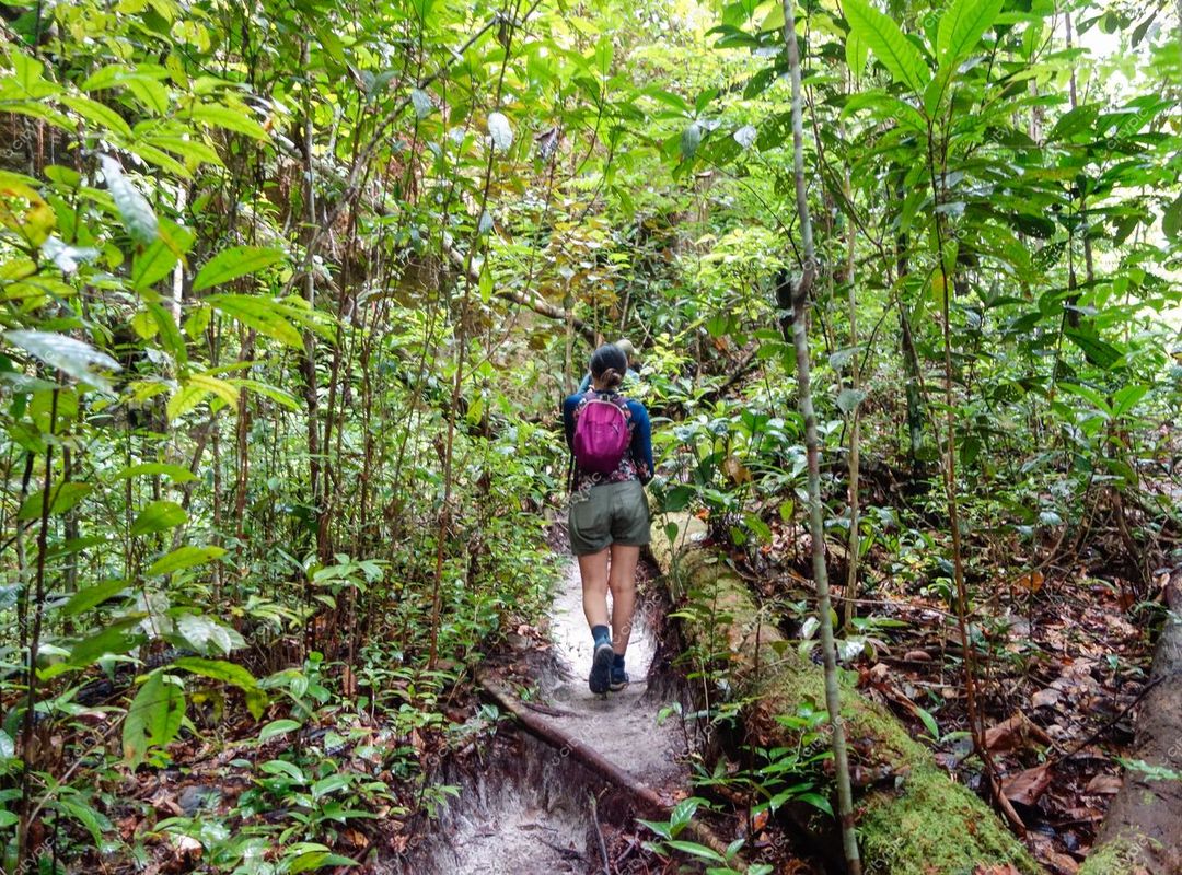 Presidente Figueiredo, Amazonas, trilha na floresta com vegetação exuberante e pessoa caminhando sob luz natural clara