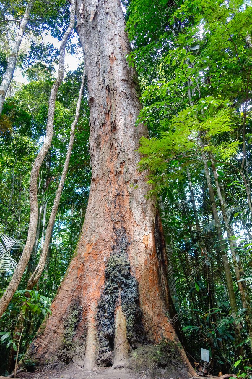 Manaus, Amazonas, tronco de árvore imponente em floresta tropical com vegetação densa e luz natural do dia