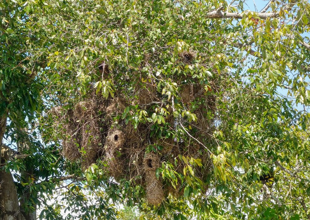 Manaus, Amazonas, ninho de pássaros em árvore densa com folhas verdes brilhantes sob céu claro e ensolarado