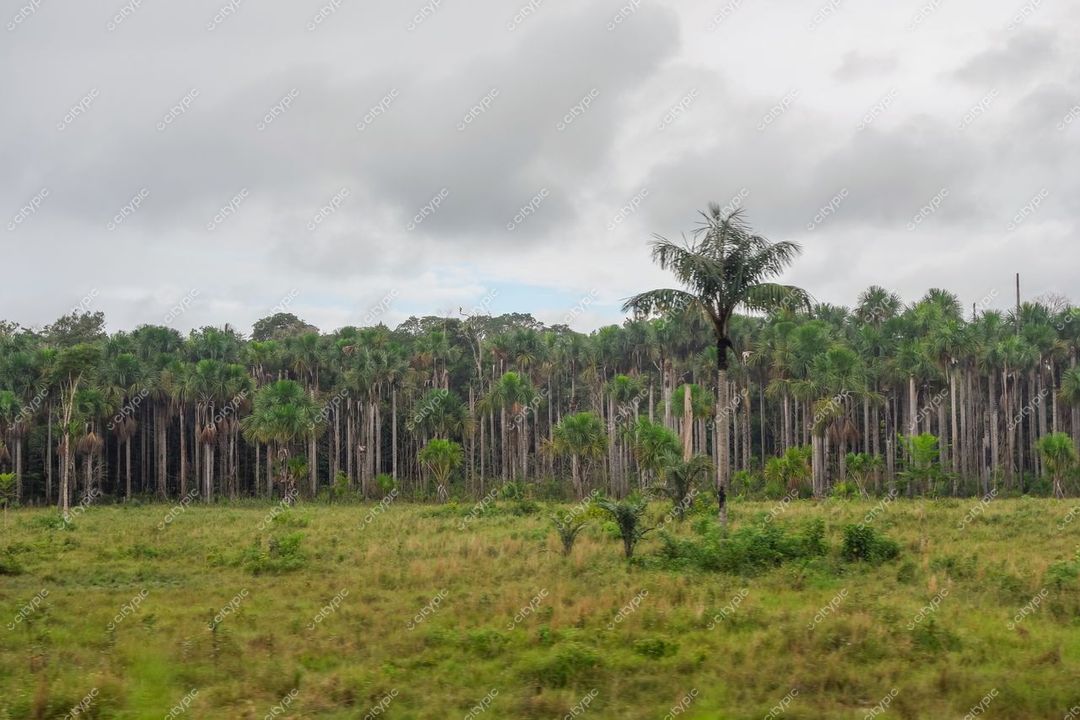 Manaus, Amazonas, paisagem natural com palmeiras altas e vegetação rasteira em ambiente nublado ao amanhecer