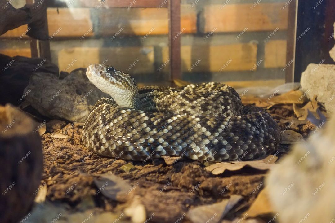 Manaus, Amazonas, serpente em habitat simulado com escamas marrons e cinzas sobre folhas secas e cascalho