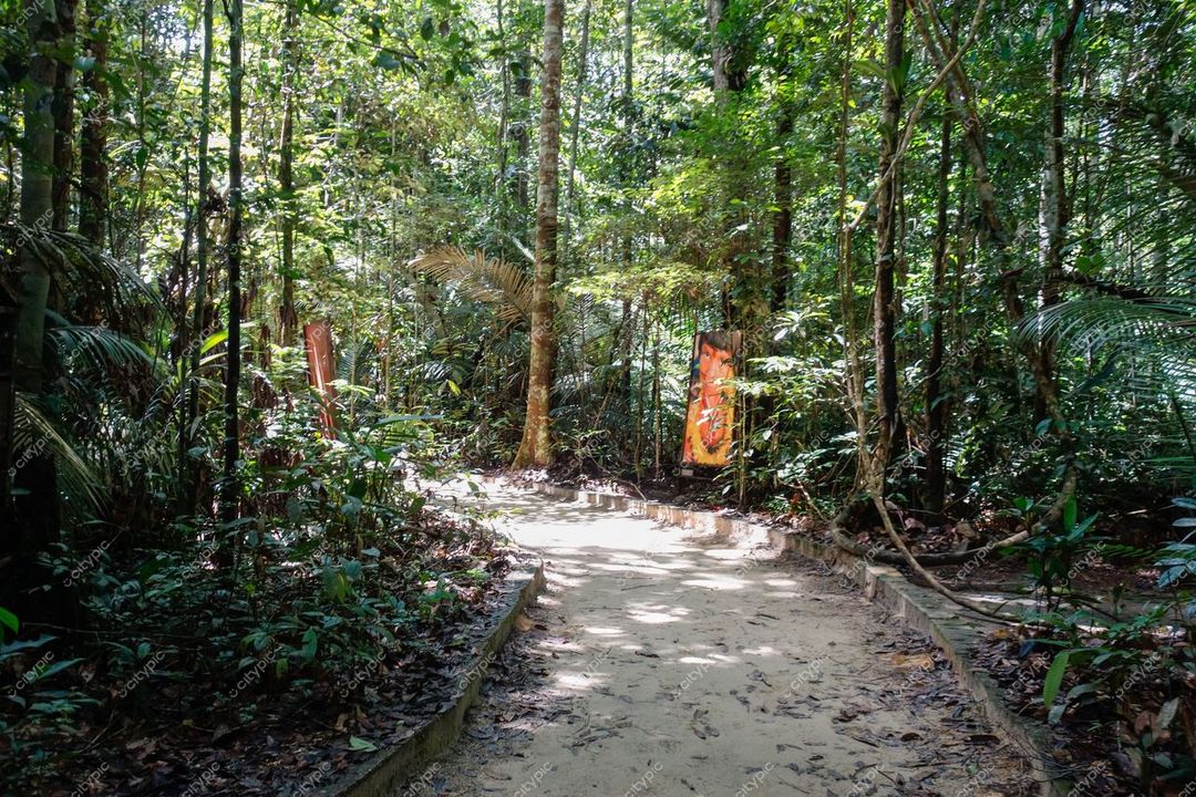 Manaus, Amazonas, caminho de areia na floresta densa com painéis informativos e luz filtrada entre as árvores