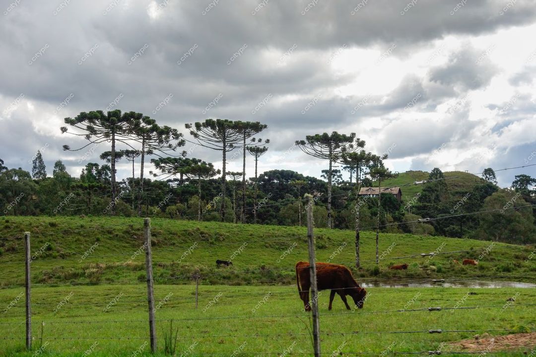 Cambará do Sul, Rio Grande do Sul, vacas pastando em campo verde com lago refletindo nuvens e pinheiros ao fundo