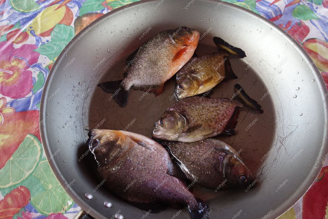 Manaus, Amazonas, cena diurna com peixes frescos em recipiente metálico sobre toalha floral típica da região