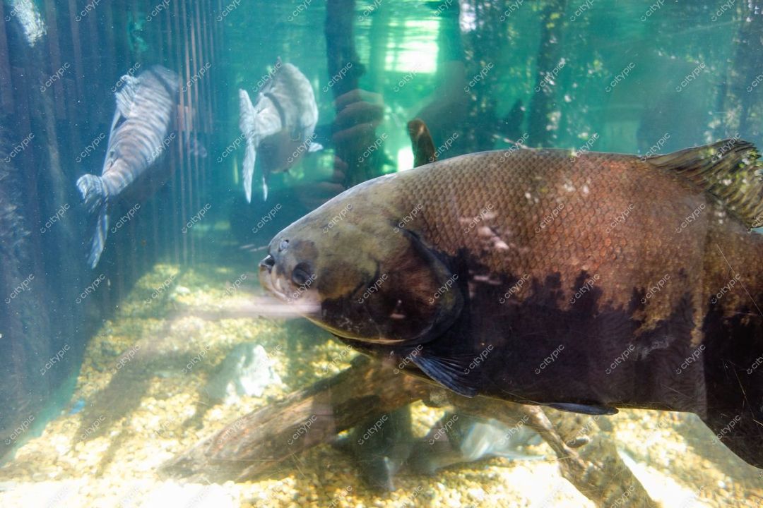 Manaus, Amazonas, ambiente subaquático com grande peixe escuro em primeiro plano e vegetação aquática visível ao fundo