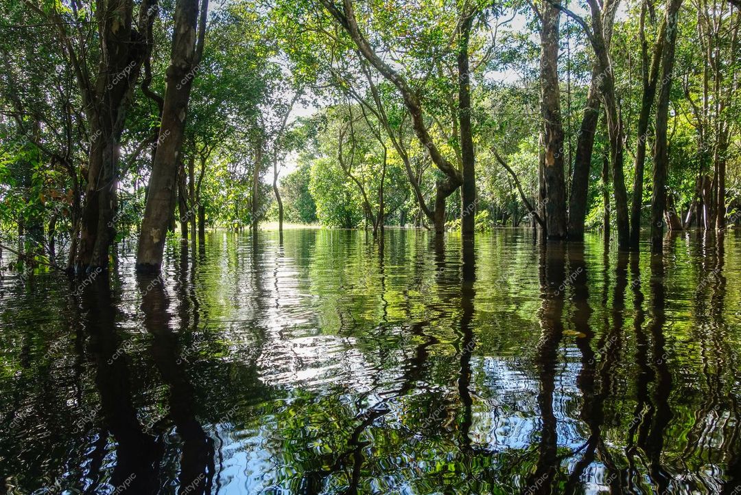 Manaus, Amazonas, floresta inundada com reflexos da vegetação densa e luz suave do sol na água