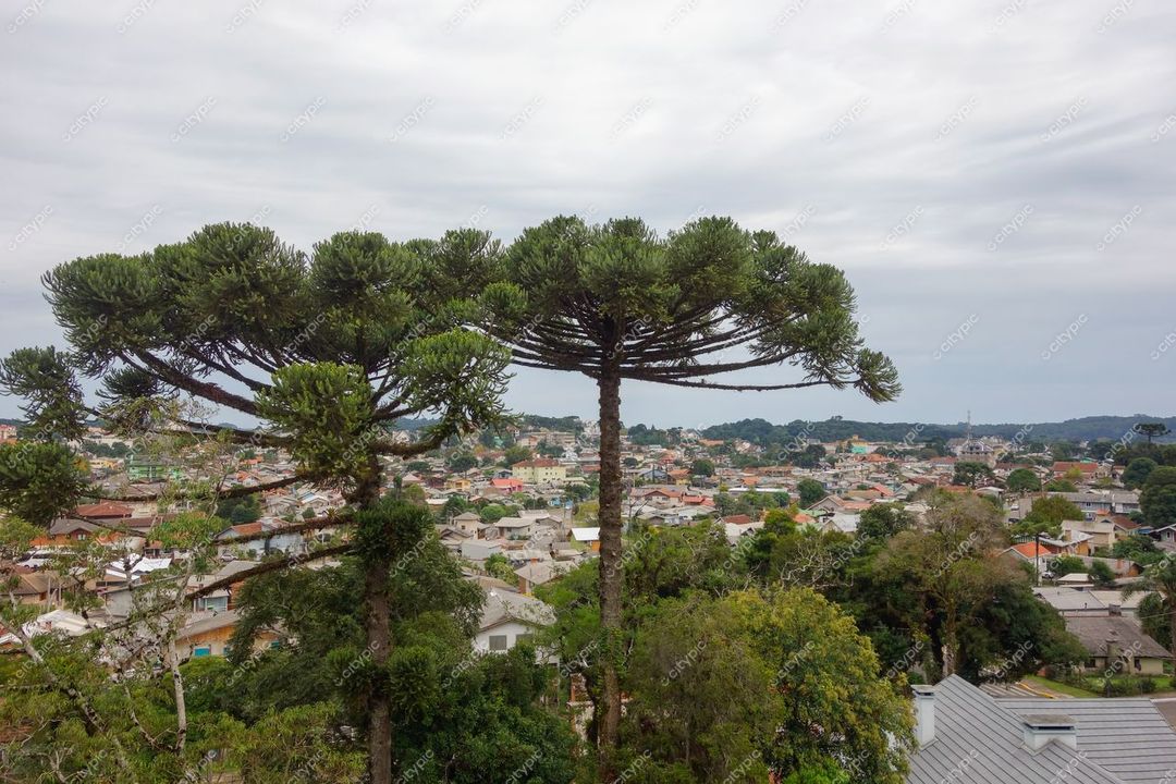 Canela, Rio Grande do Sul com araucárias em primeiro plano e casas coloridas sob céu nublado e colinas ao fundo