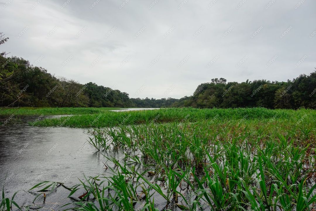 Manaus, Amazonas, paisagem aquática com rio calmo e vegetação densa sob céu nublado e reflexos na água