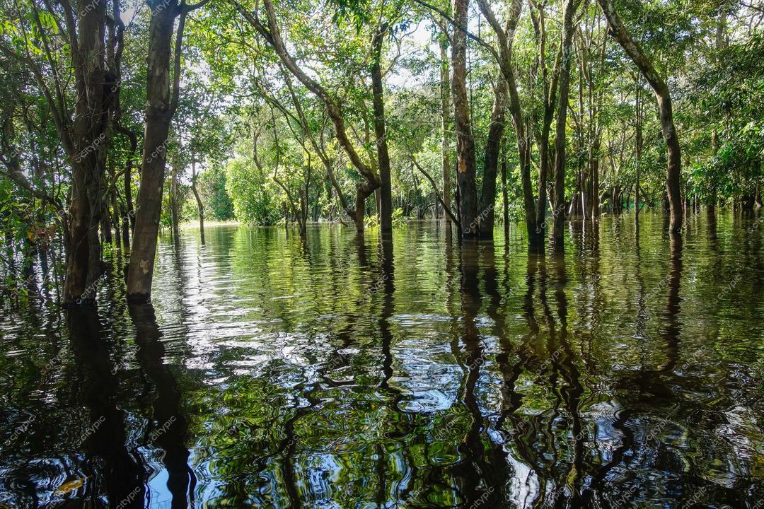 Manaus, Amazonas, área alagada na floresta com vegetação refletida em águas calmas sob luz suave do dia