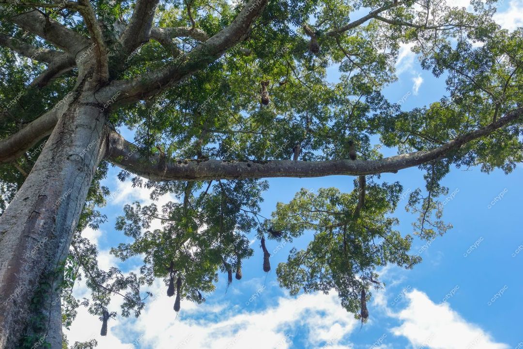 Manaus, Amazonas, vista de baixo da copa de uma árvore alta sob céu azul com nuvens brancas e folhas verdes