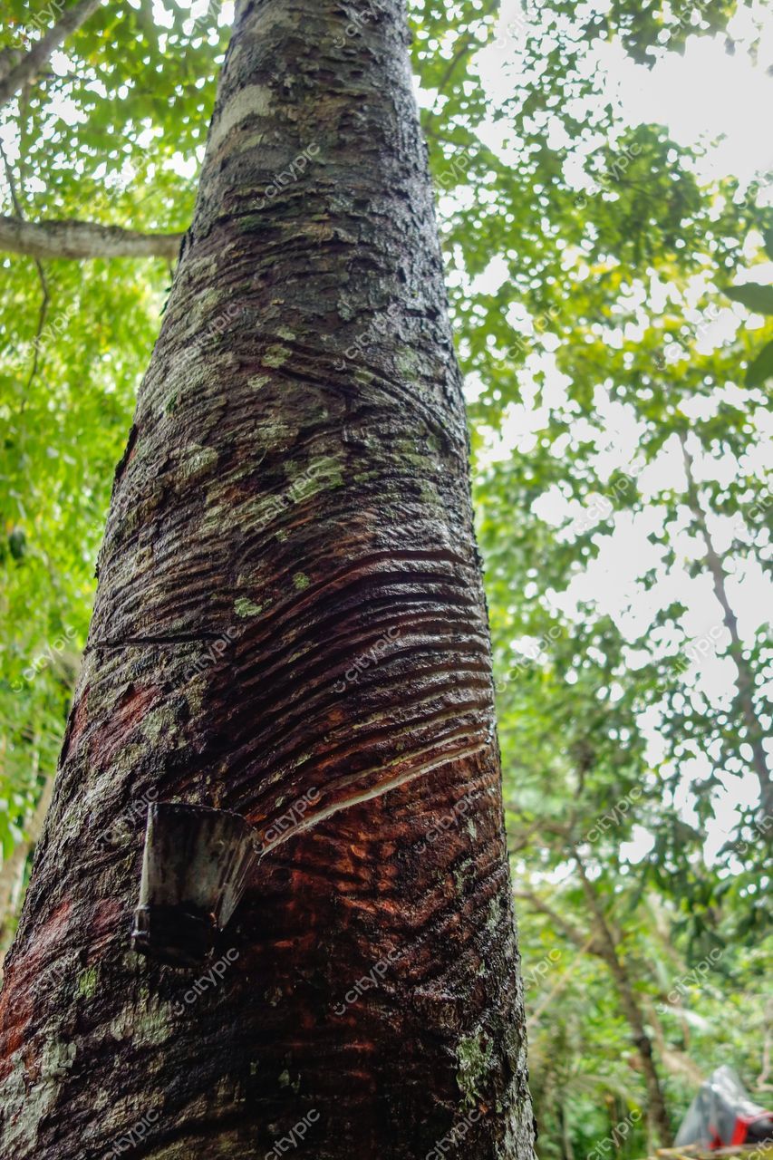 Manaus, Amazonas, copa de árvore com tronco marcado por cortes em espiral e vegetação densa da floresta tropical