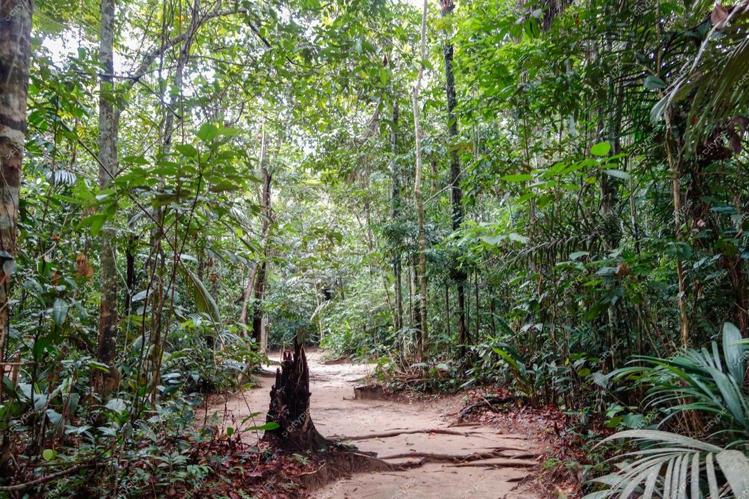 Manaus, Amazonas, trilha sinuosa em meio à densa vegetação da floresta com iluminação suave em dia nublado