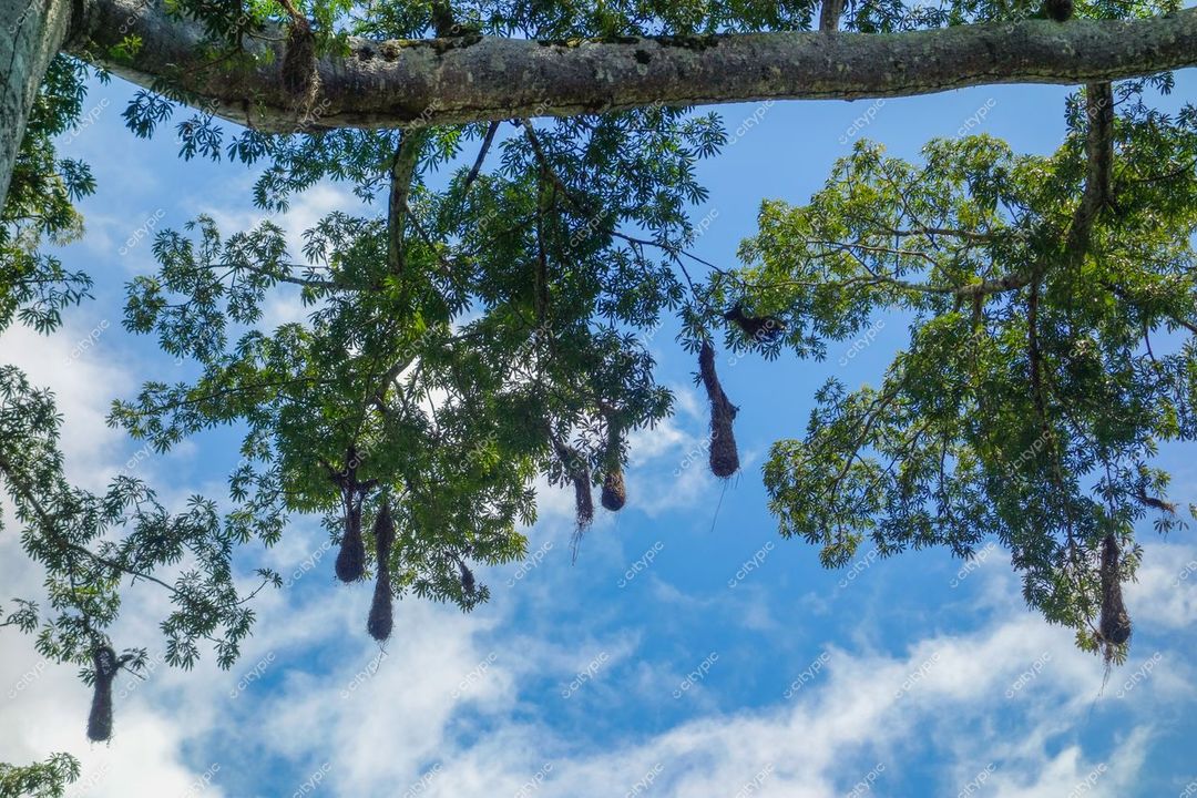 Manaus, Amazonas, vista do dossel de árvores com vegetação tropical e céu azul em dia ensolarado