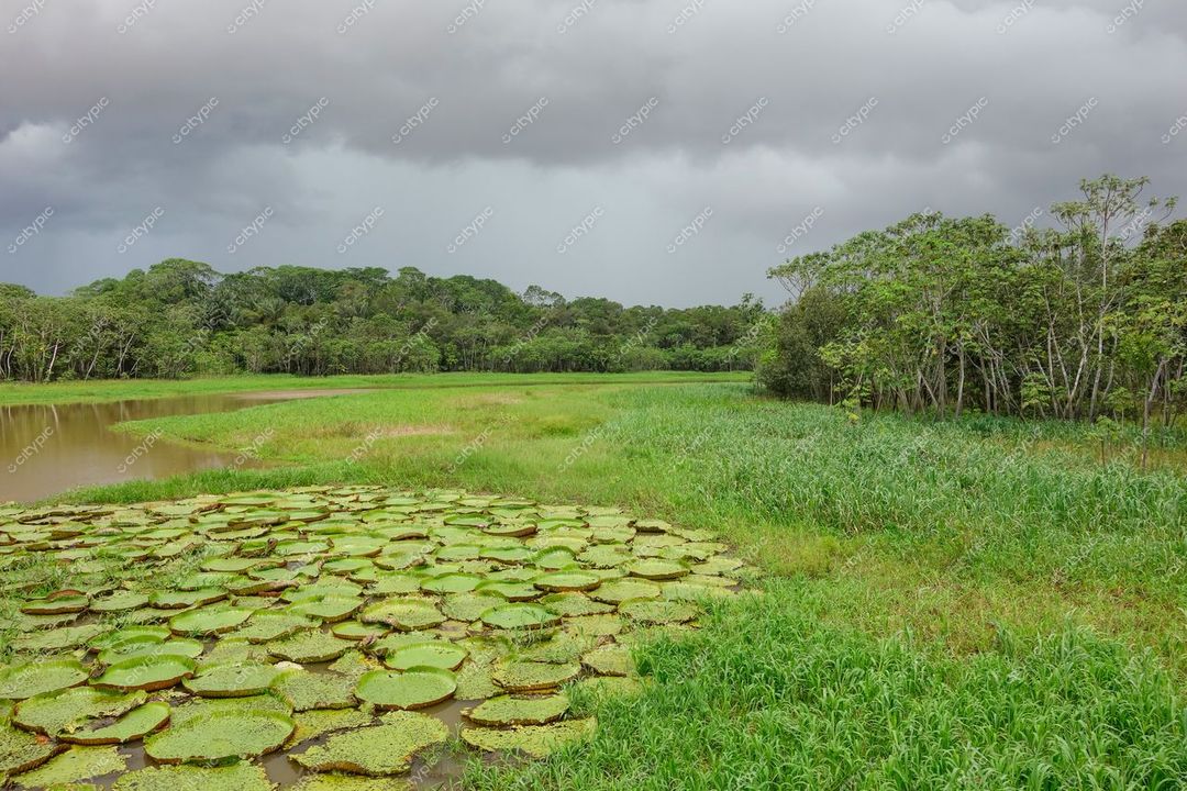 Manaus, Amazonas, lago com vitórias-régias em primeiro plano e vegetação densa sob céu nublado ao fundo