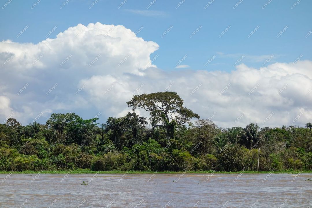 Manaus, Amazonas, vegetação densa da floresta amazônica com céu nublado e rio sinuoso em dia claro