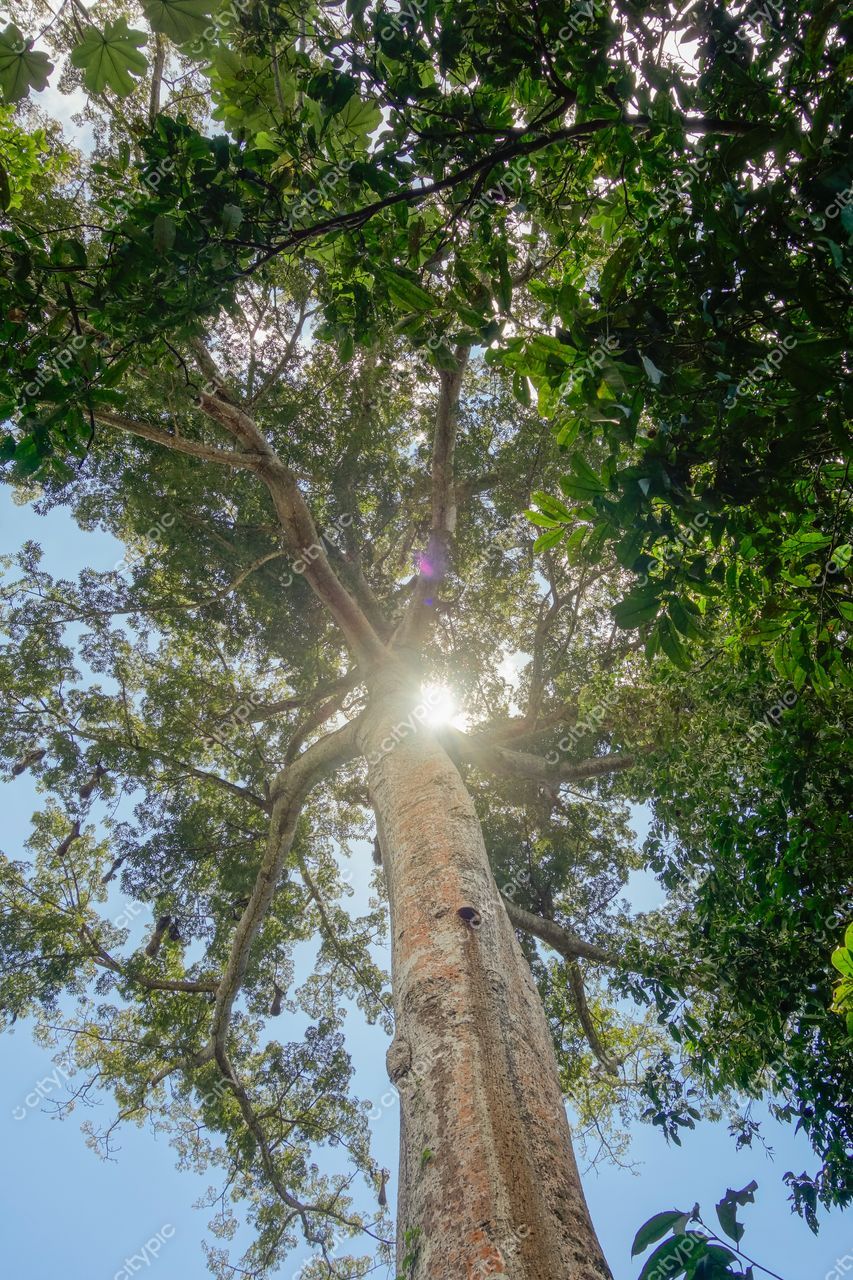 Manaus, Amazonas, vista ascendente de árvore imponente com luz do sol filtrando entre as folhas na floresta