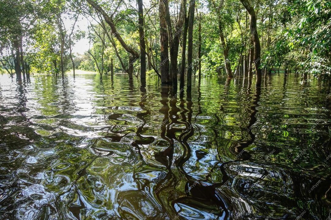 Manaus, Amazonas, área alagada com vegetação nativa refletida em águas tranquilas e luz natural do dia