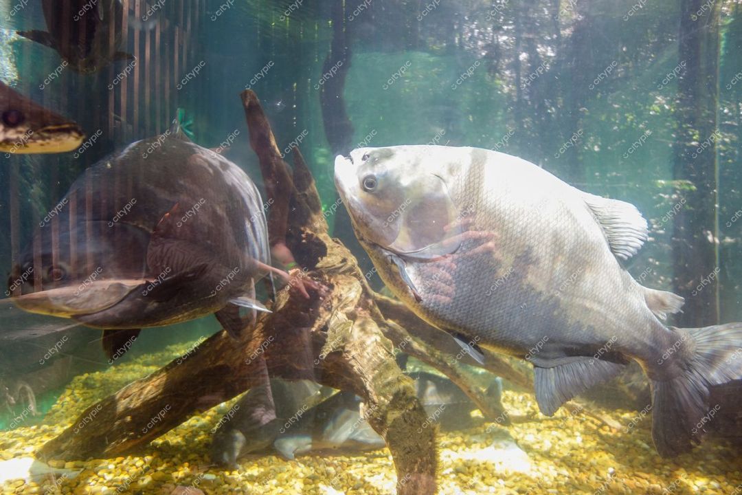 Manaus, Amazonas, aquário com peixes nadando entre troncos submersos e pedras em água cristalina iluminada naturalmente