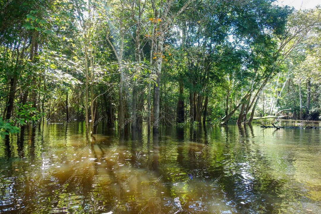 Manaus, Amazonas, floresta densa com árvores altivas e reflexos nas águas calmas sob luz solar filtrada