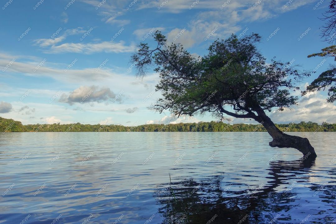 Manaus, Amazonas, lago calmo refletindo céu azul com nuvens e árvore solitária à margem ao entardecer