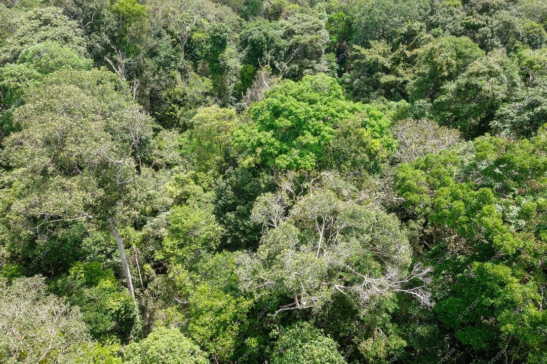 Manaus, Amazonas, copas de árvores densas em floresta tropical com luz natural do dia e rica biodiversidade