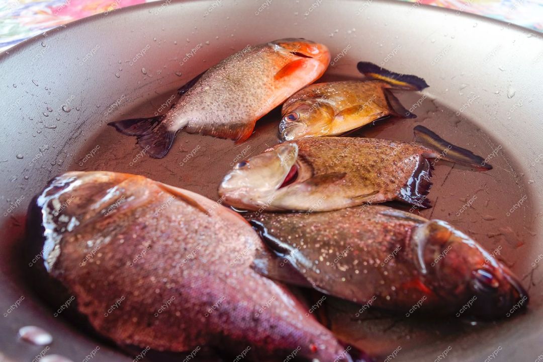 Manaus, Amazonas, recipiente com peixes nativos em ambiente rural com luz suave e reflexos metálicos