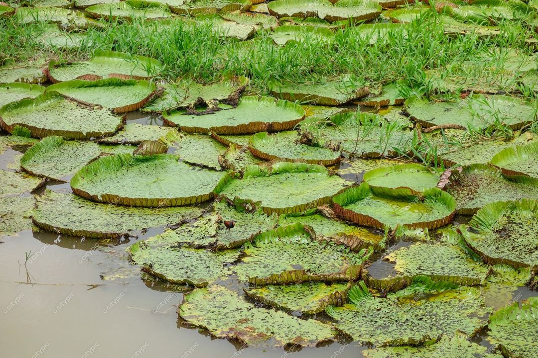 Manaus, Amazonas, lagoa com grandes folhas de vitória-régia e vegetação aquática sob luz natural suave