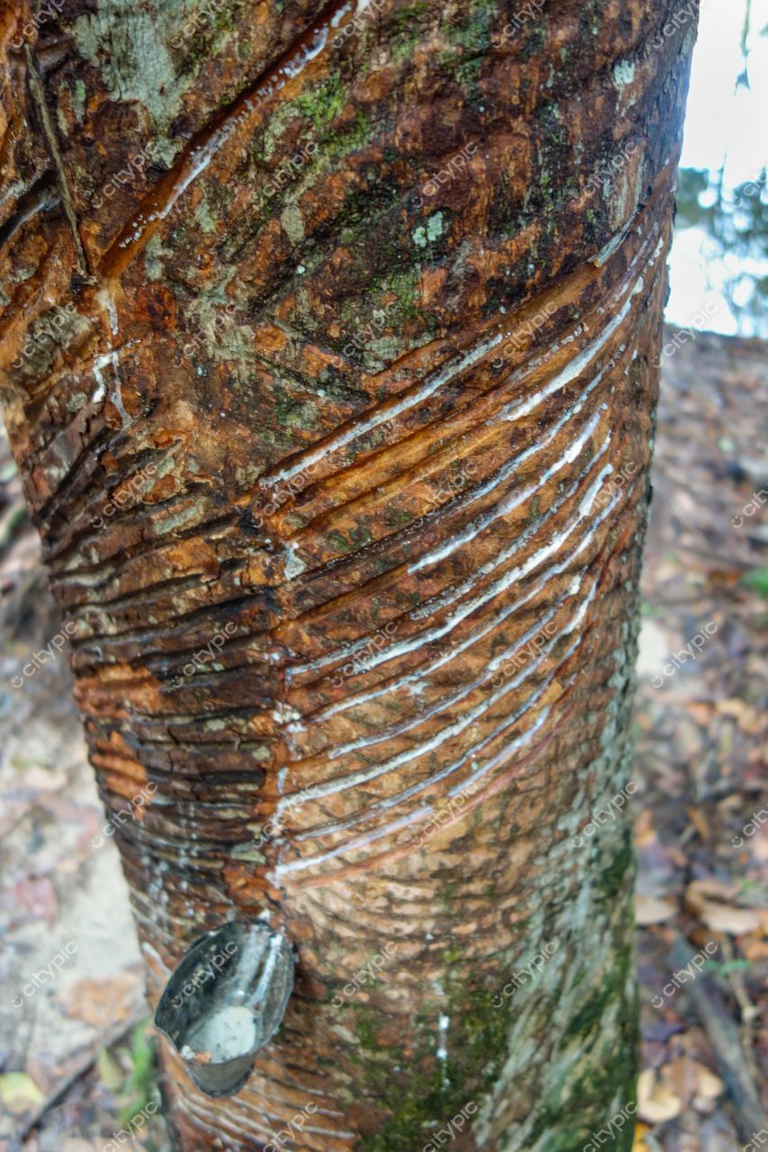 Manaus, Amazonas, árvore com cortes na casca para extração de látex em ambiente amazônico com vegetação densa