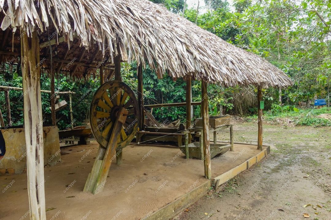 Manaus, Amazonas, estrutura de madeira com telhado de palha em meio à densa vegetação e iluminação suave diurna